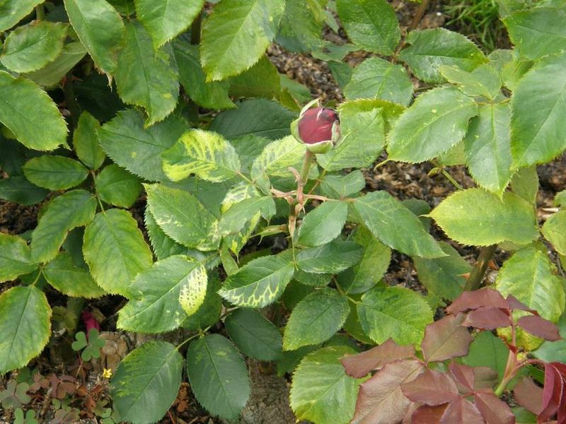 Watch For Black Spot And Chilli Thrips After Heat Stress