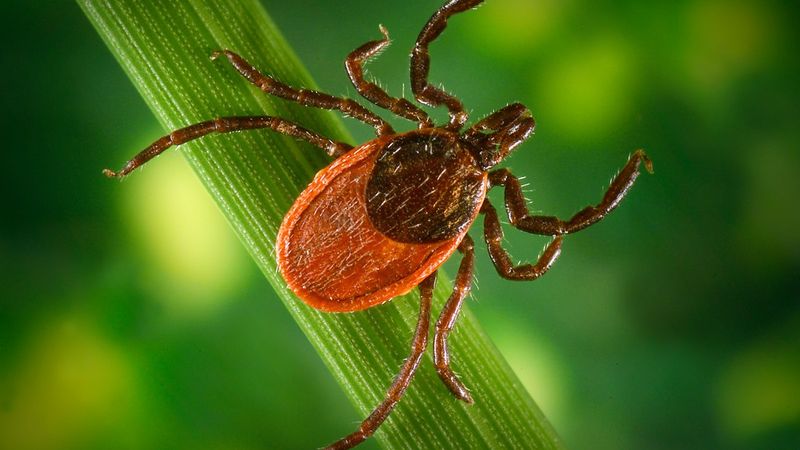 Watch For Blacklegged Ticks During Mild Winter Days Watch For Blacklegged Ticks During Mild Winter Days