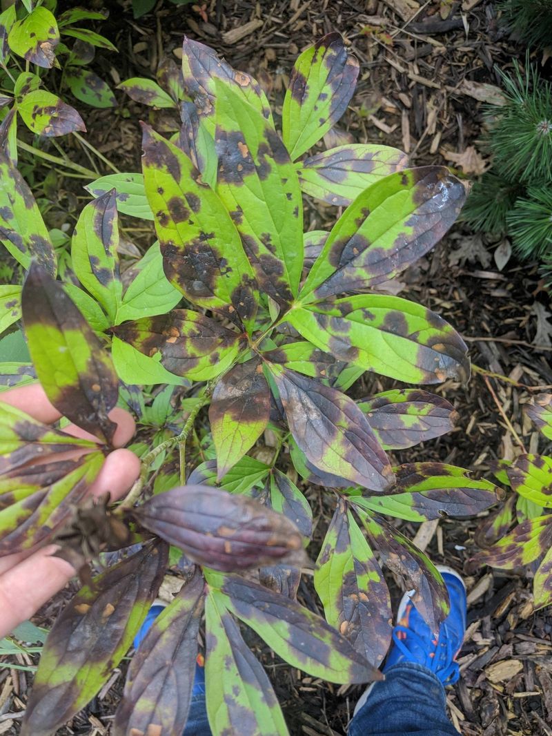Watch For Botrytis And Other Fungal Issues Before They Spread