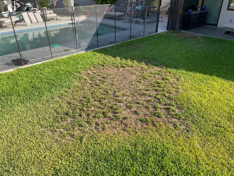 Watch For Brown Patches That Signal Root Problems Watch For Brown Patches That Signal Root Problems
