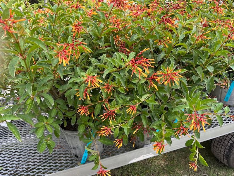 Watch For Compact Firebush Sold As A Nursery Favorite Watch For Compact Firebush Sold As A Nursery Favorite