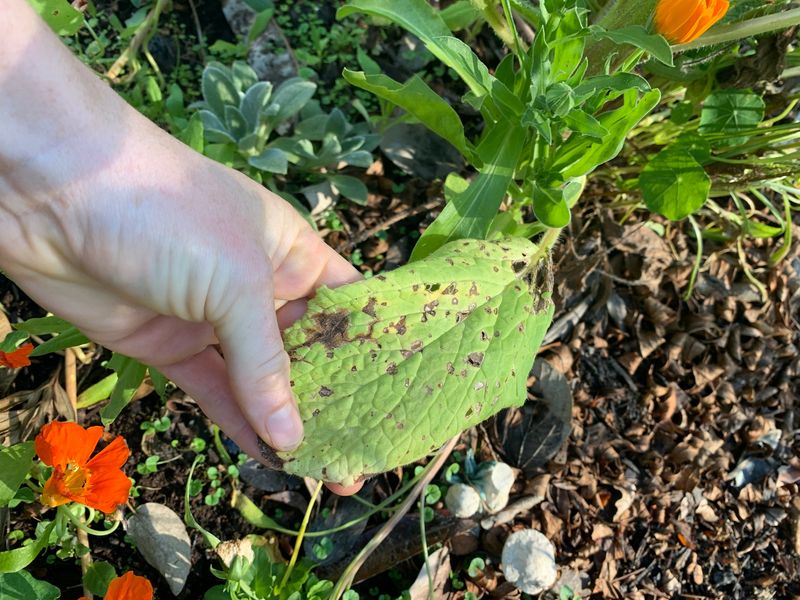 Watch For Disease Problems During Humid Weather