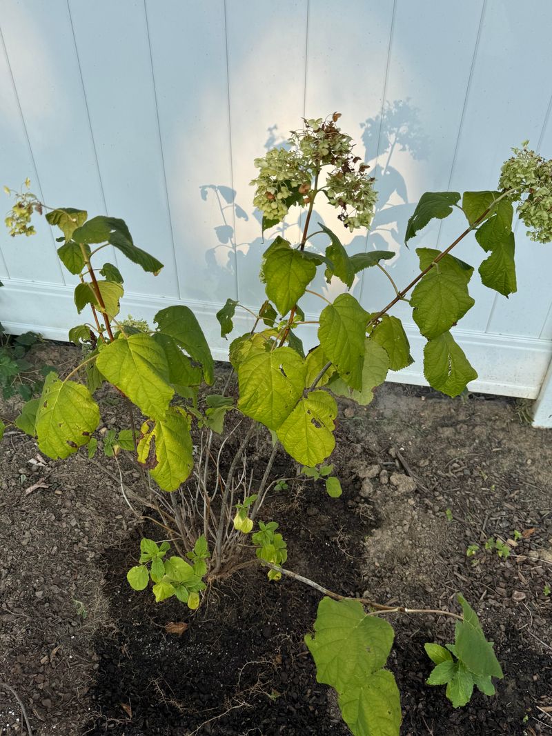 Watch For Early Leaf Stress And Disease