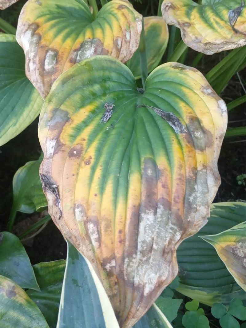 Watch For Early Stress Before Leaves Turn Brown