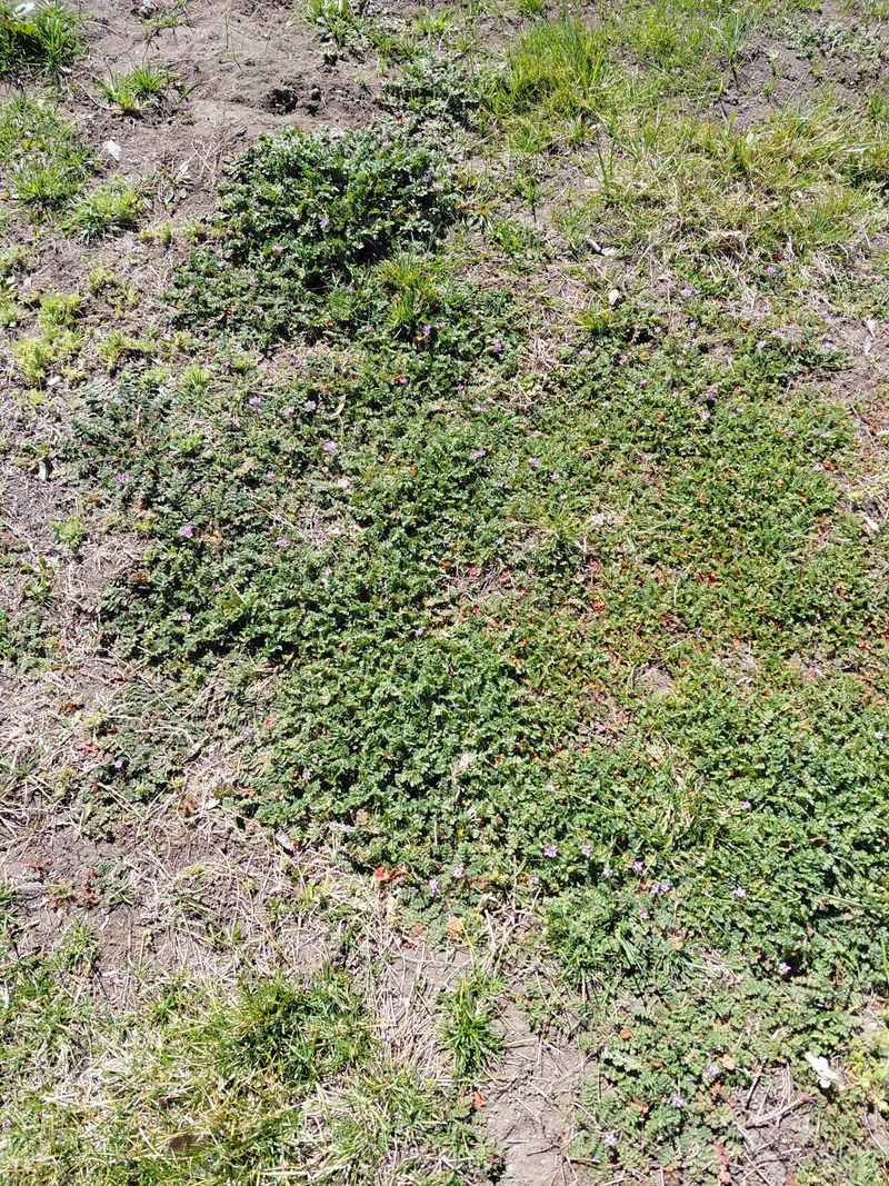 Watch For Goathead And Grassbur In Compacted Areas Watch For Goathead And Grassbur In Compacted Areas