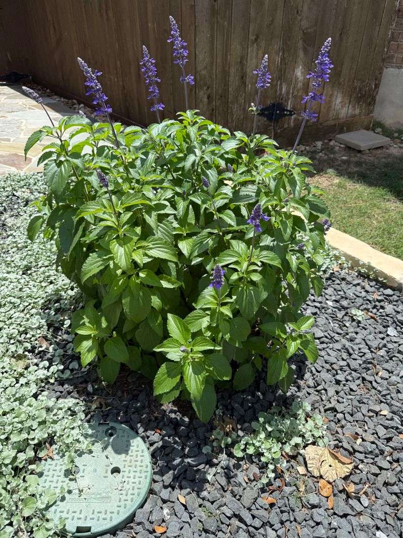 Watch For Heat Stress In Pots And Reflected Sun Watch For Heat Stress In Pots And Reflected Sun