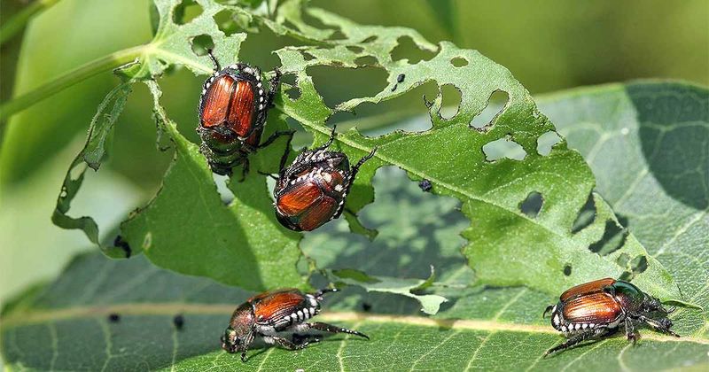 Watch For Japanese Beetles Slugs And Earwigs