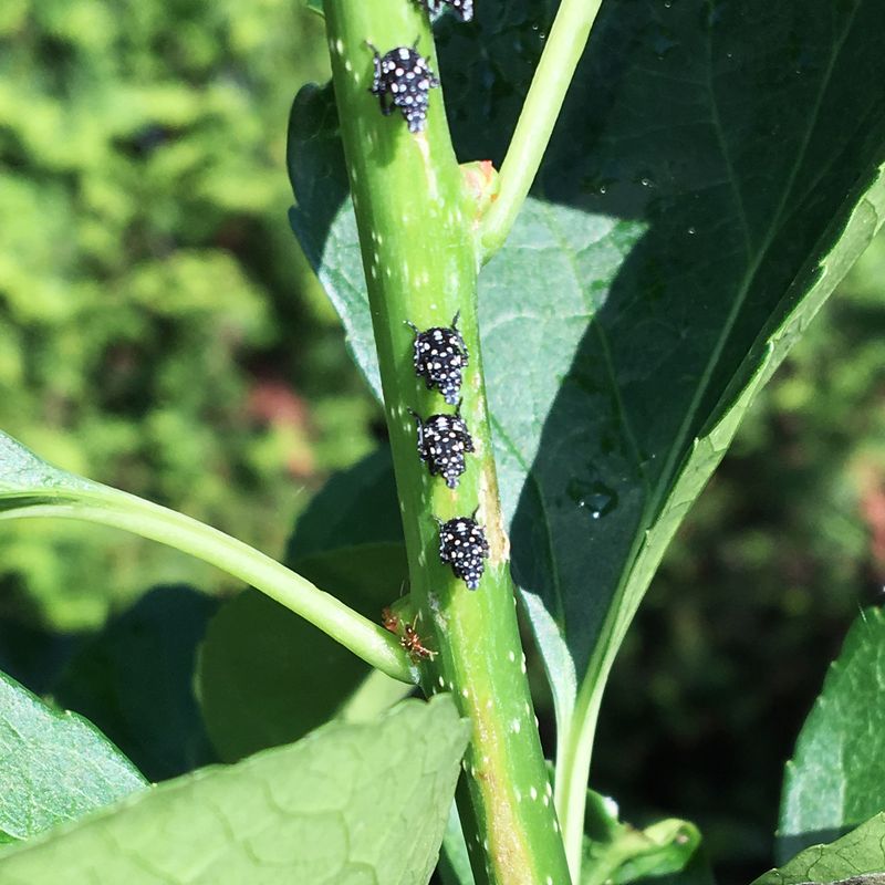 Watch For Jumping Bugs On Tender Growth Watch For Jumping Bugs On Tender Growth