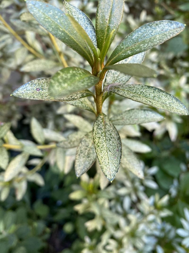 Watch For Lace Bugs On Heat-Stressed Azaleas