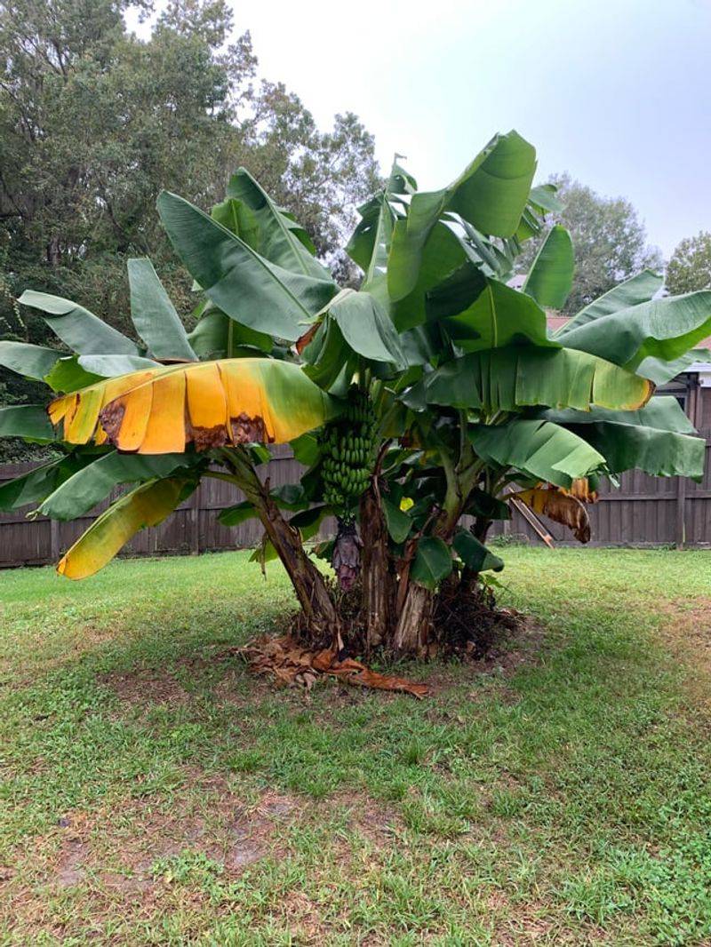 Watch For Leaf Folding And Yellowing Watch For Leaf Folding And Yellowing