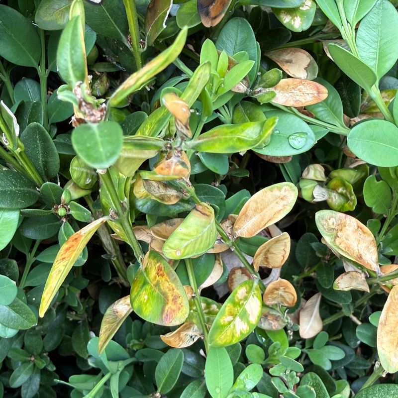 Watch For Leafminer Damage Inside The Leaves