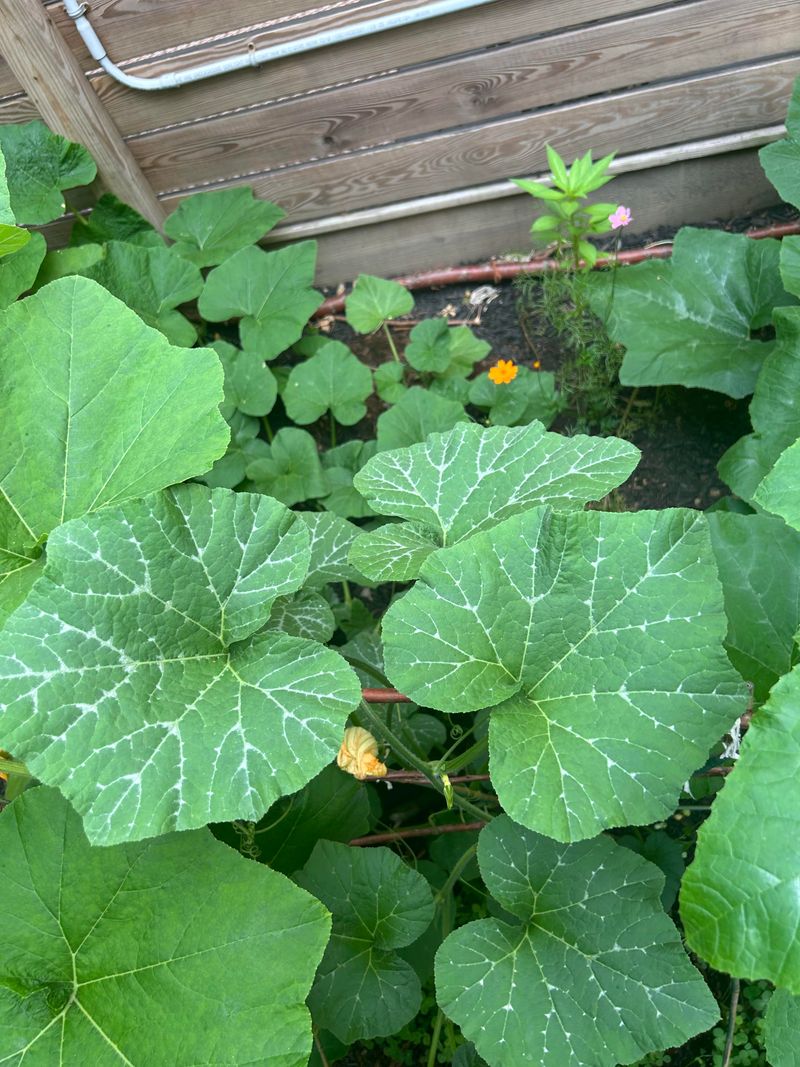 Watch For Mildew Signs