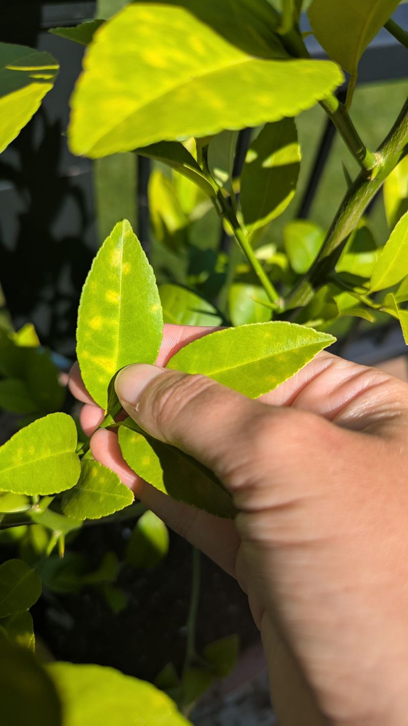 Watch For Nitrogen Deficiency On Older Leaves