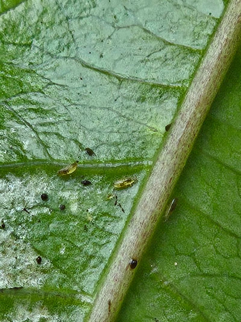 Watch For Pests And Disease In The Days After A Storm Watch For Pests And Disease In The Days After A Storm