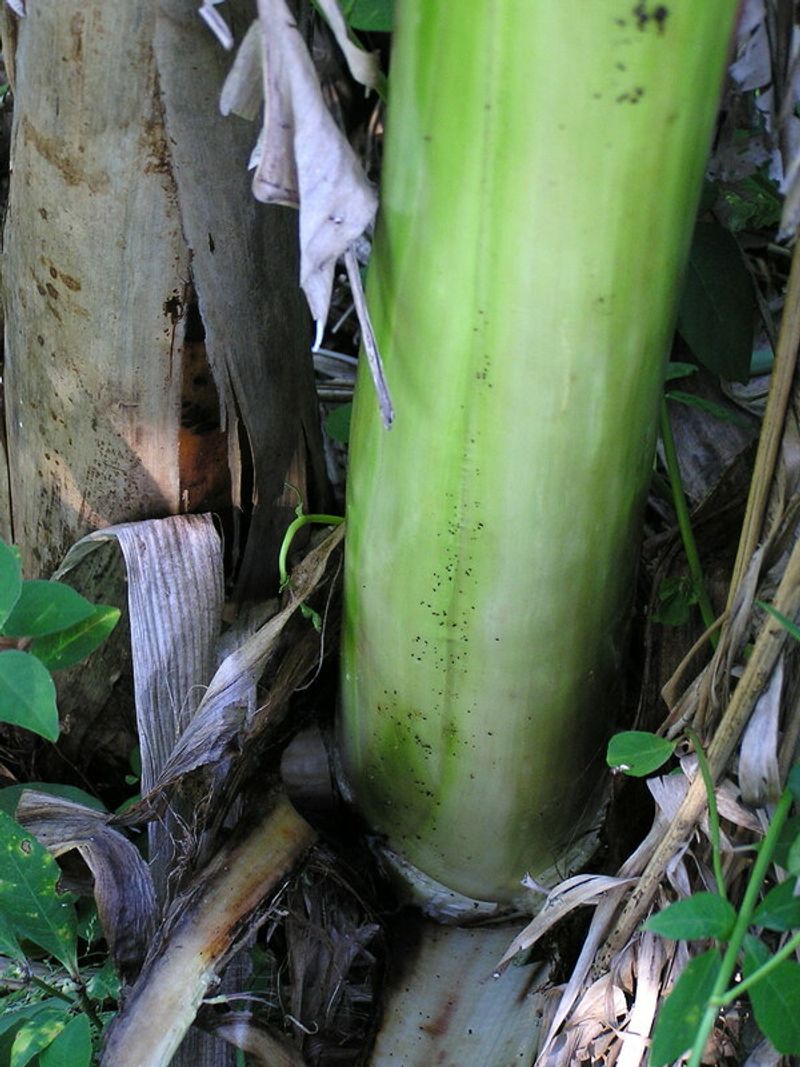 Watch For Pests And Rot After Heat Stress