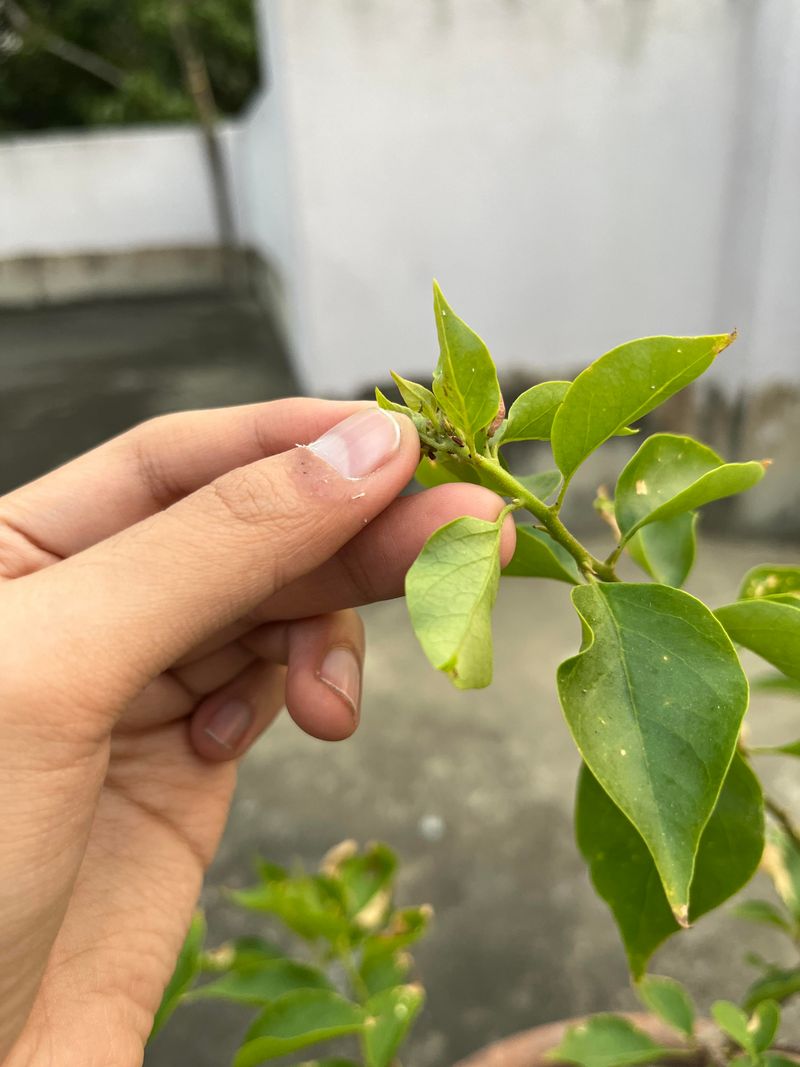 Watch For Pests Before Buds Start Dropping Watch For Pests Before Buds Start Dropping