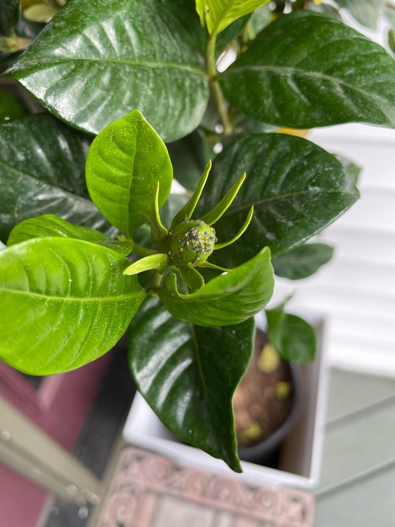 Watch For Pests On Heat-Stressed Gardenias