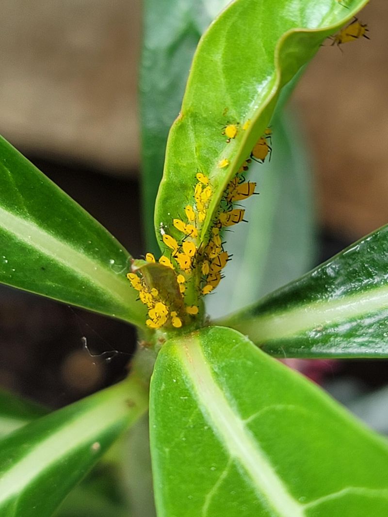 Watch For Pests On Stressed New Growth Watch For Pests On Stressed New Growth