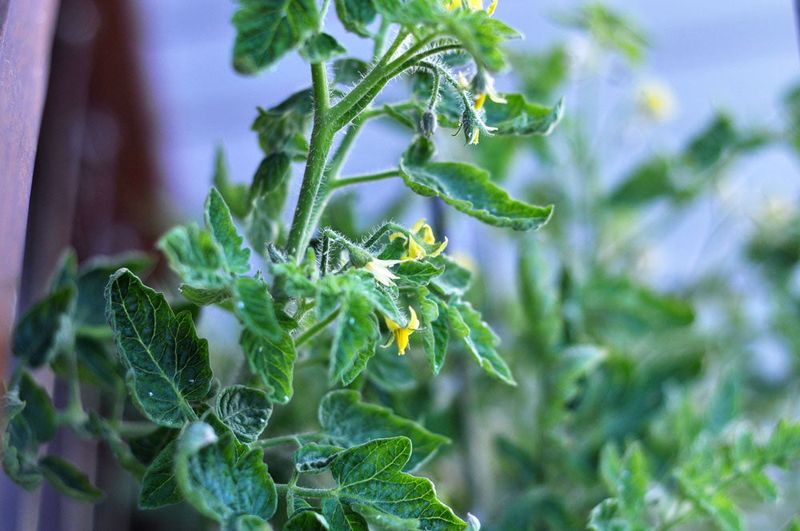Watch For Pests That Exploit Heat-Stressed Tomatoes