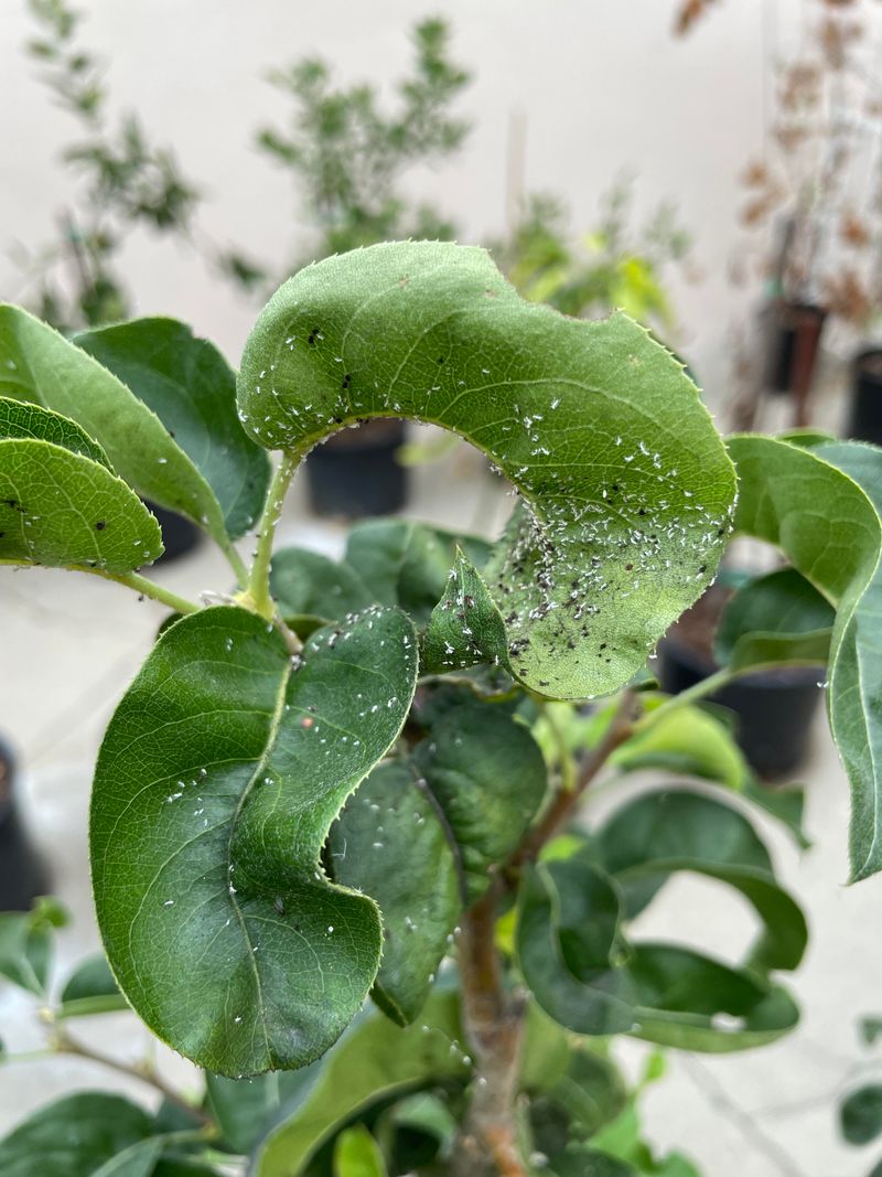 Watch For Pests That Thrive In Hot Conditions