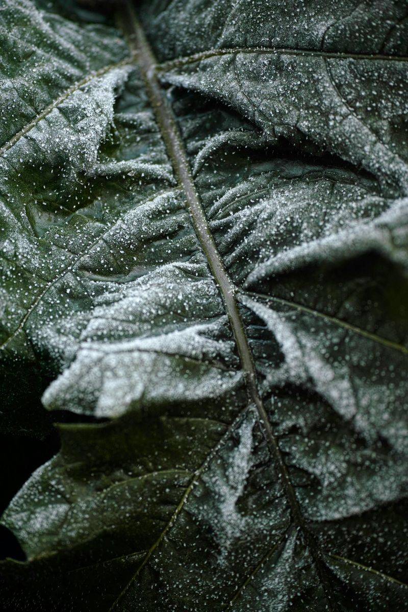 Watch For Powdery Mildew And Treat Early