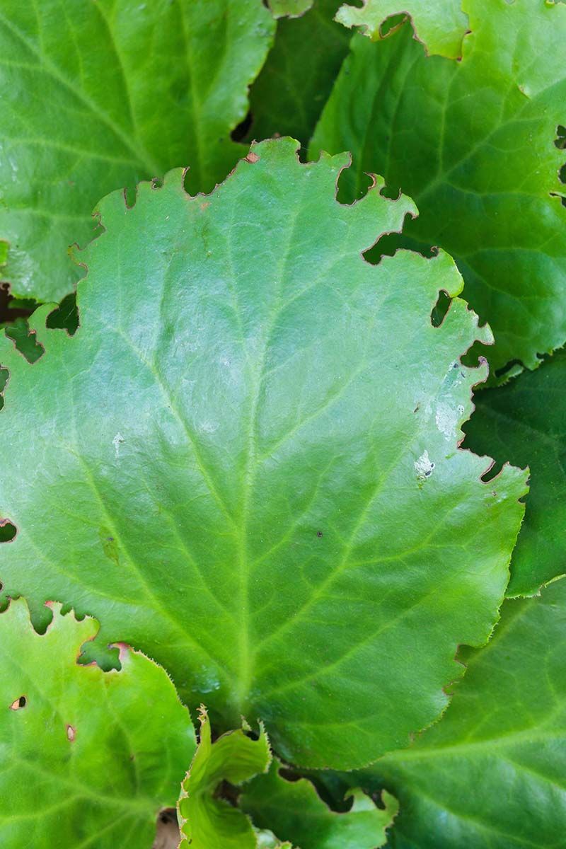 Watch For Ragged Leaf Edges From Root Weevils Watch For Ragged Leaf Edges From Root Weevils