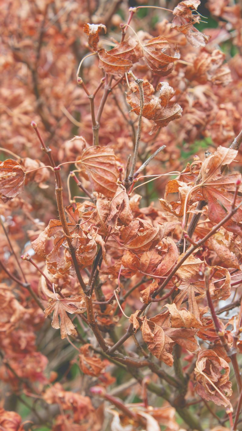 Watch For Rapid Leaf Drop Spreading Through The Shrub Watch For Rapid Leaf Drop Spreading Through The Shrub