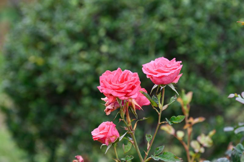 Watch For Rose Rosette Disease