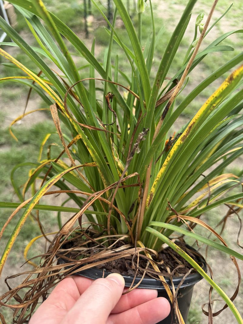 Watch For Signs Of Daylily Rust Watch For Signs Of Daylily Rust
