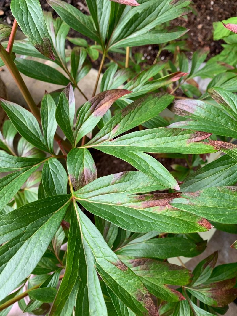 Watch For Signs Of Leaf Disease