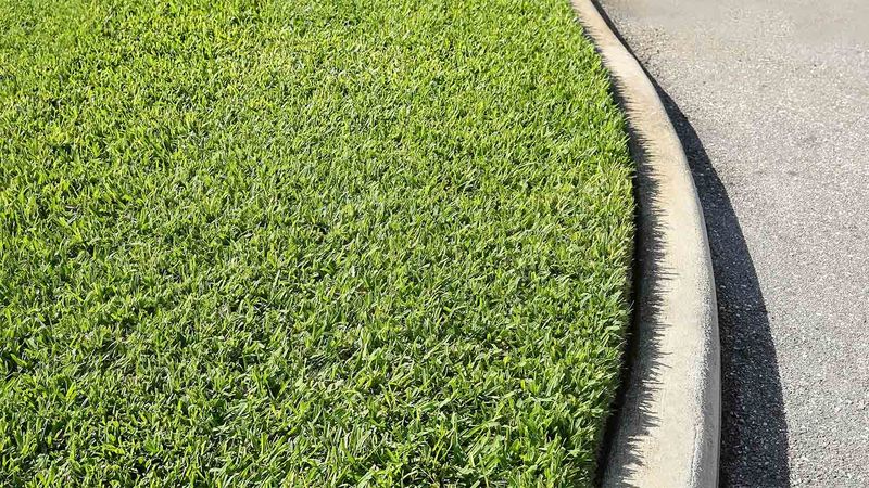 Watch For Signs The Lawn Is Responding Well
