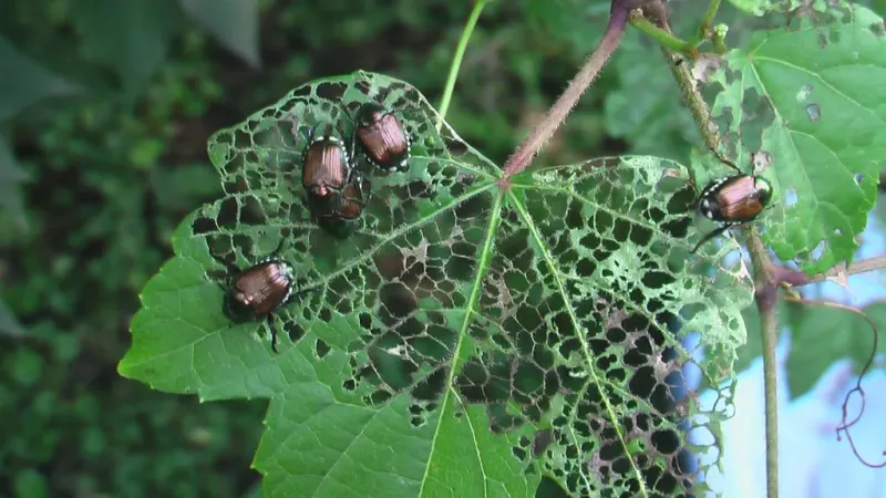 Watch For Skeletonized Leaves During Peak Feeding