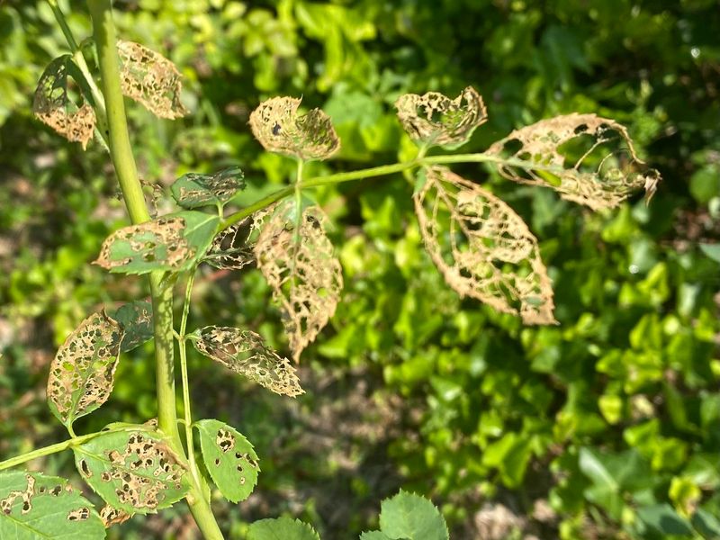 Watch For Skeletonized Leaves On Sunny Plants