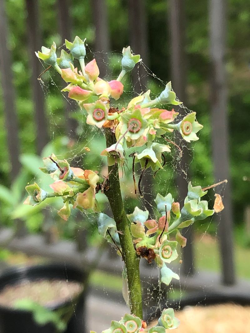 Watch For Spider Mites As Temperatures Rise