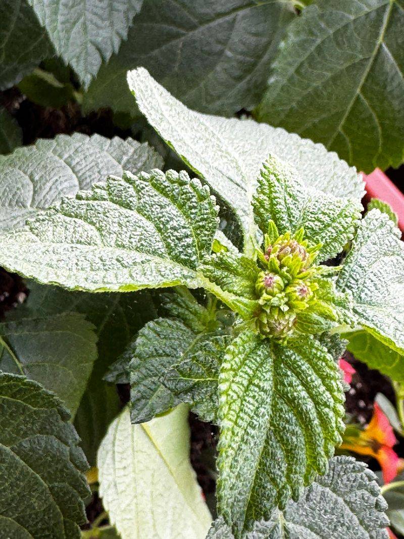 Watch For Spider Mites