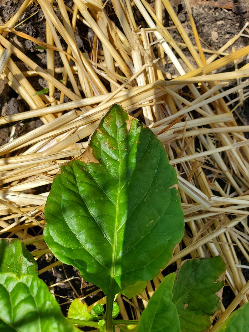 Watch For Sunscald On Peppers During Heat Waves