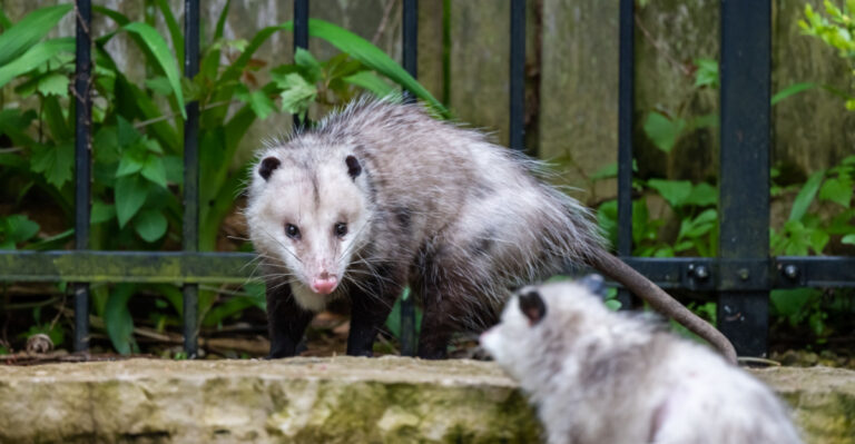Watch For These 8 Signs A Opossum Is Visiting Your New York Yard At Night
