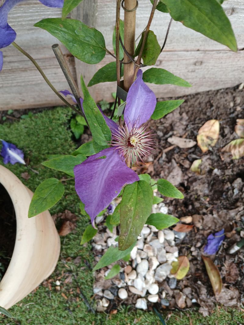 Watch For Wilt And Powdery Mildew Watch For Wilt And Powdery Mildew