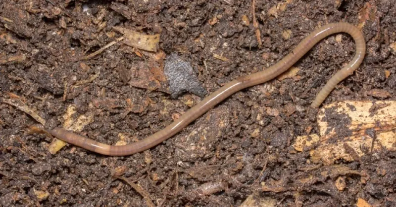 Watch For Worms Near The Soil Surface