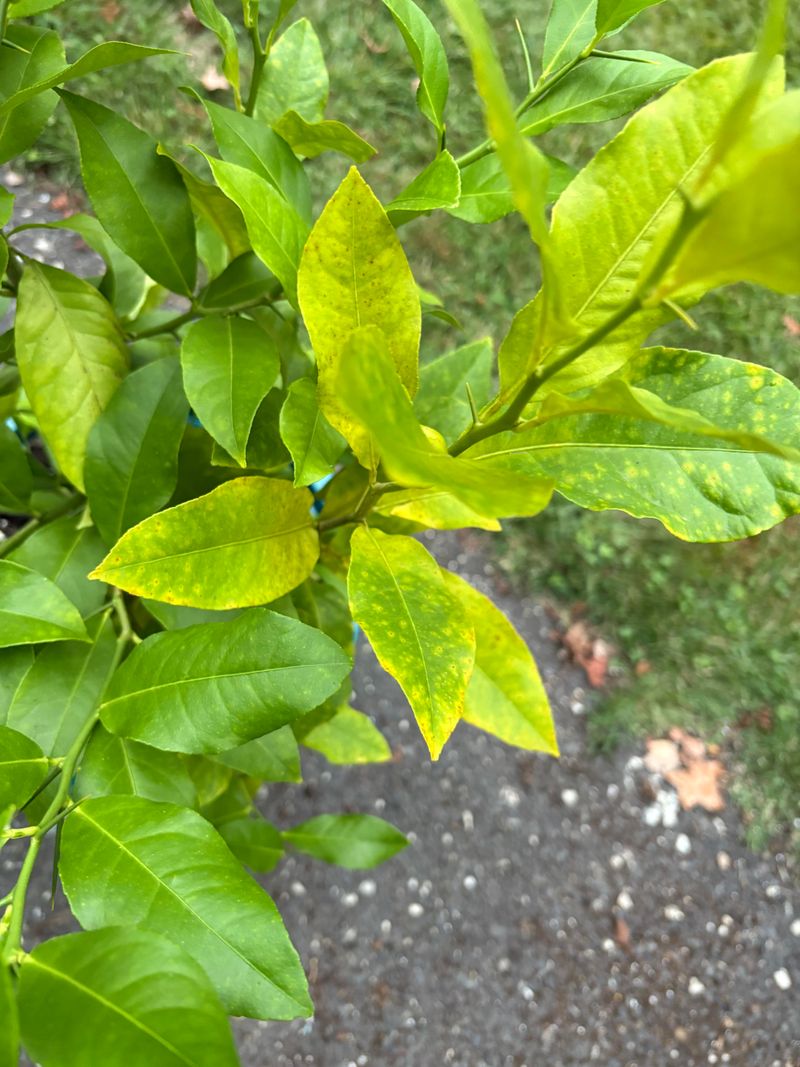 Watch For Yellowing Leaves And Stressed Growth Watch For Yellowing Leaves And Stressed Growth