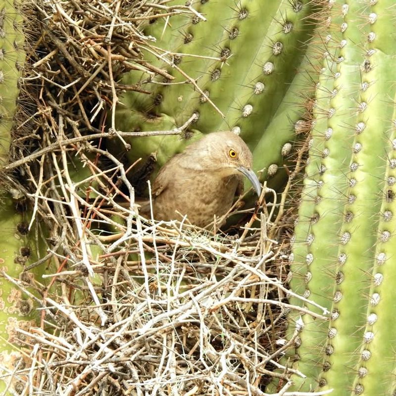 Watch From A Distance Without Disturbing The Birds Watch From A Distance Without Disturbing The Birds