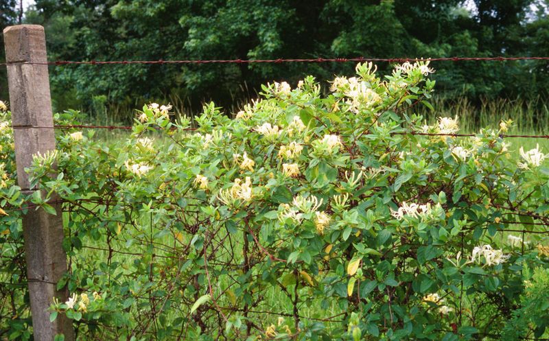 Watch Japanese Honeysuckle Vines Along Fences Watch Japanese Honeysuckle Vines Along Fences