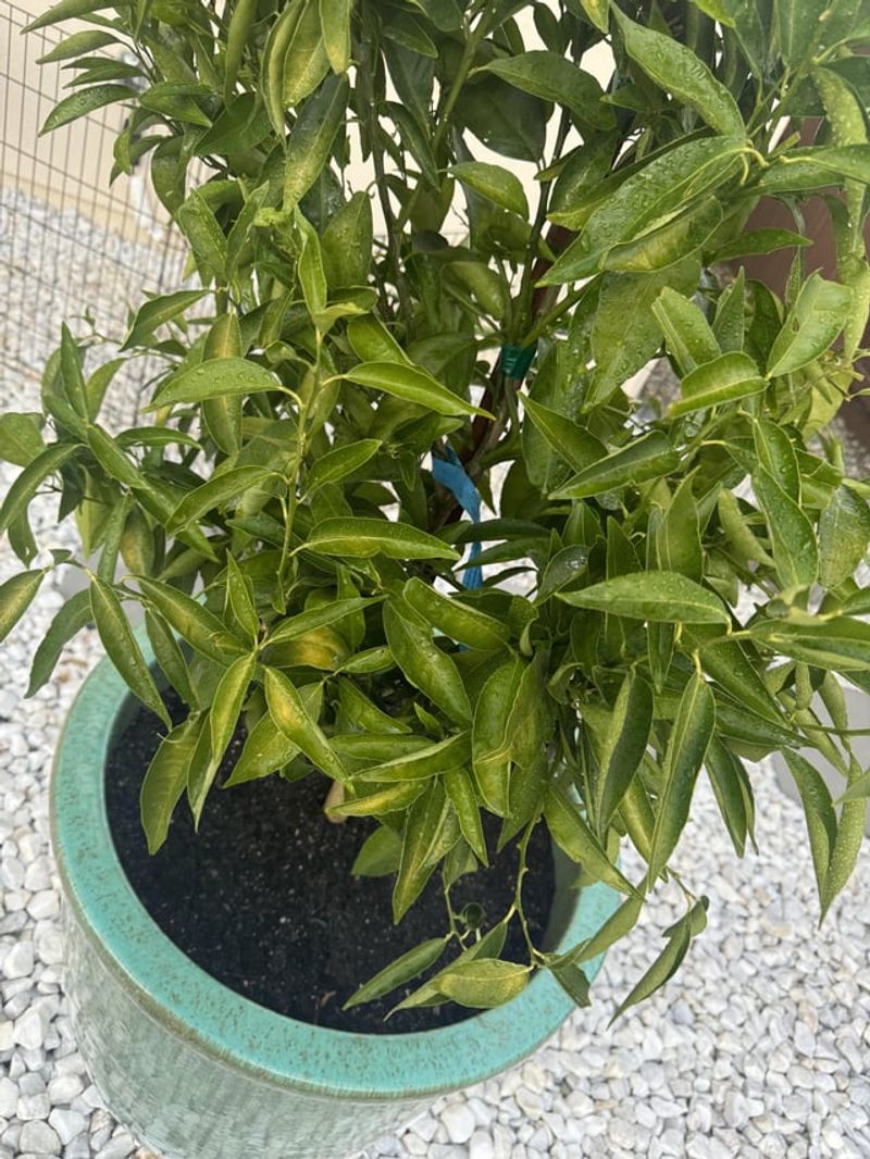 Watch Leaves For Early Signs Of Heat Stress