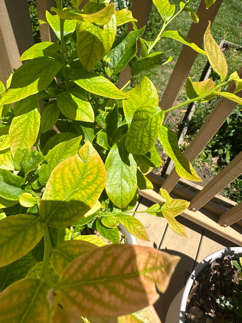 Watch Leaves For Nitrogen Clues Watch Leaves For Nitrogen Clues