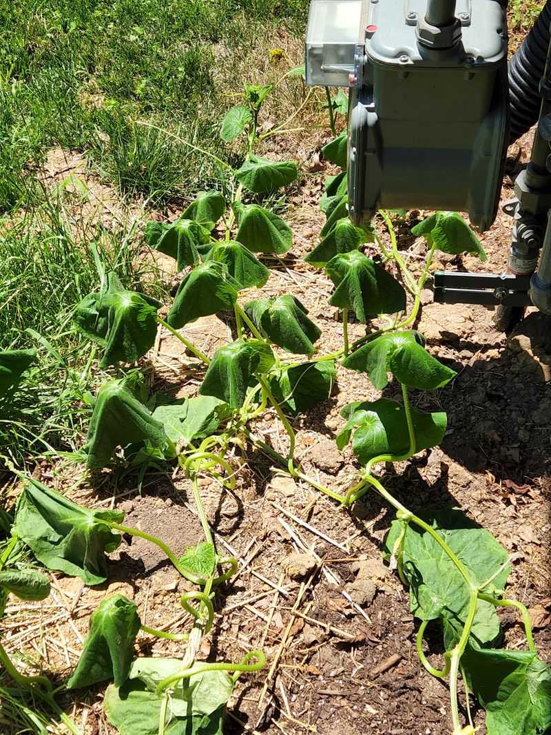 Watch Leaves Wilt During Afternoon Heat Watch Leaves Wilt During Afternoon Heat