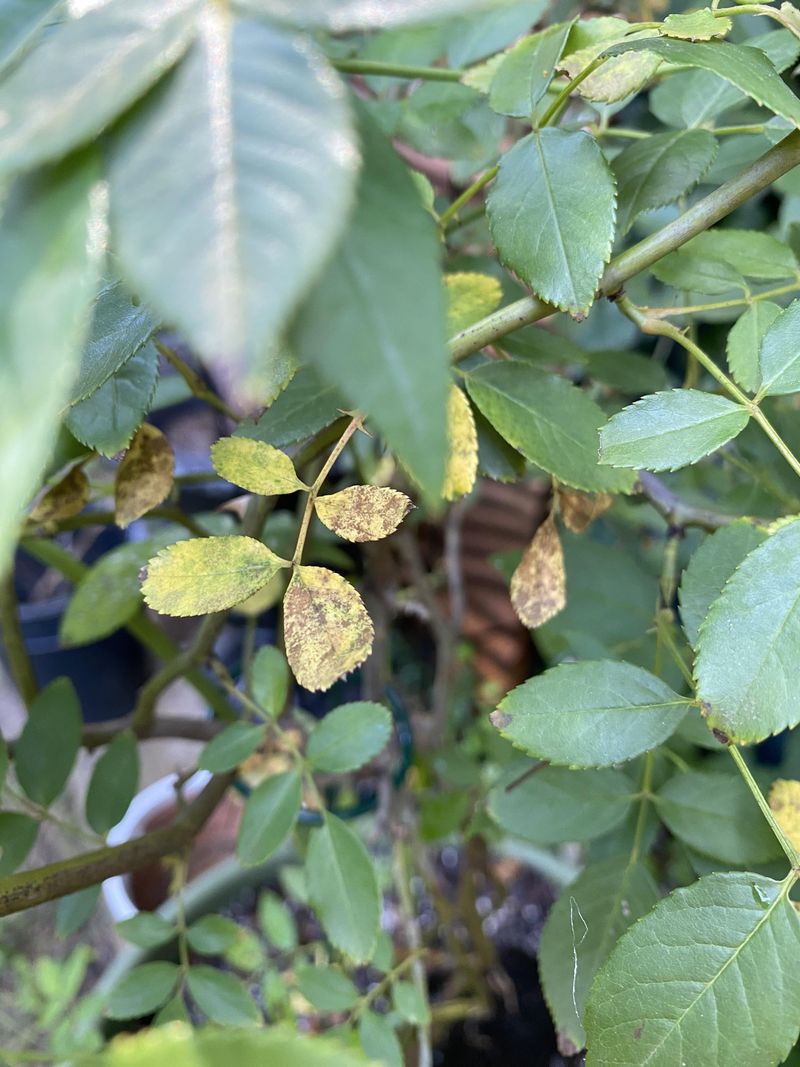 Watch Lower Leaves For Early Spots Watch Lower Leaves For Early Spots