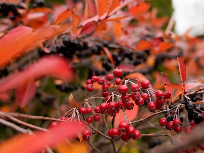 Watch Red Fall Berries Pull In Birds