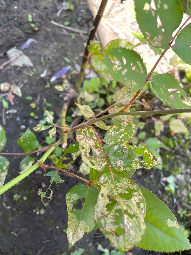 Watch Skeletonized Rose Leaves