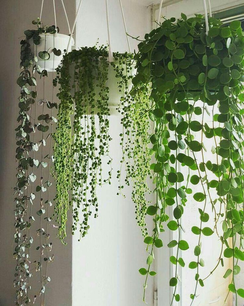 Watch Small Pots And Hanging Plants First