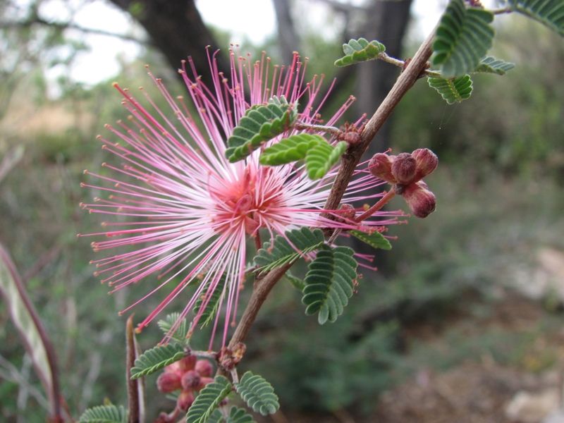 Watch The Plant After Pruning During Hot Weather Watch The Plant After Pruning During Hot Weather